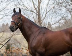 a large brown horse standing next to a tree