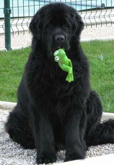 a large black dog with a green toy in its mouth sitting on the ground outside