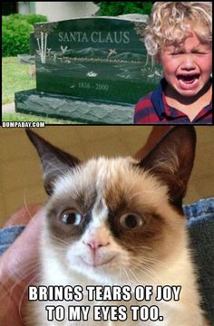 Hahahaha Christmas pics that make grumpy cat happy....silly photo shop Grumpy Cat Memes, Grump Cat, Funny Christmas Pictures