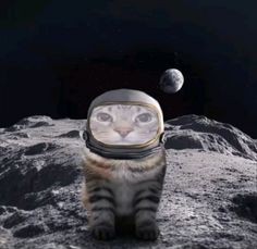 a cat wearing an astronaut's helmet sitting on the moon