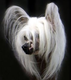 a small white dog with long hair standing in front of a black background and looking at the camera