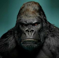 a gorilla looking at the camera with an intense look on his face and chest,