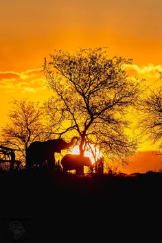 the sun is setting behind some trees and animals in silhouette on an orange sky background