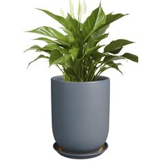 PRICES MAY VARY. Mid-Century Modern Style: Featuring a minimalist design, the 8 inch plant pot for indoor plants with drainage holes are nice choice for storing all your indoor and outdoor large-sized plants for your home, office, garden decor Durable Ceramic: This ceramic planter is made of refractory ceramic, which is robust and resistant to fading and warping, and can be used both indoors and outdoors Innovative Drainage Design: This ceramic pots for indoor plants with drainage holes can drain excess water in time and effectively extend the life of plants. A matching saucer to prevent leaks, mesh covering to stop soil from draining out Size of ceramic plant pot: Each gray plant pot is is 7.6” in outer diameter and 10.1” in height. The optimall size makes 8 inch planter an ideal home for Large Ceramic Planters, Pots For Indoor Plants, Gray Patio, Drainage Design, Inch Plant, Gray Planter, Home Office Garden, Pot For Plants, Large Flower Pots