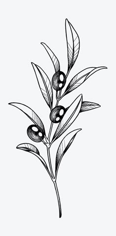 black and white drawing of an olive branch