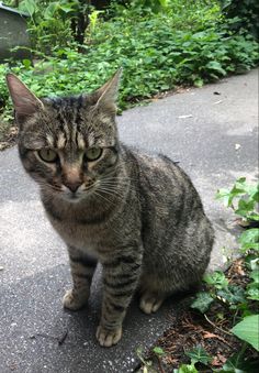 a cat is sitting on the sidewalk in front of some bushes and plants with its eyes closed