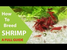 a red shrimp sitting on top of a white sand covered ground next to green plants