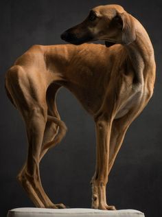 a large brown dog standing on top of a table