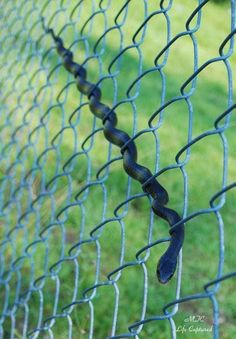 a close up view of a chain link fence with grass in the backround