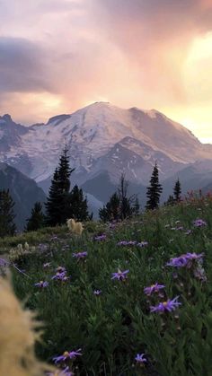 the mountains are covered in snow and purple flowers as the sun is setting behind them