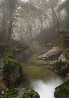 a small stream running through a forest filled with green mossy rocks and trees in the fog