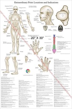 "Extraordinary Acupuncture Points Poster 20\" X 30\" & 24\" X 36\" Custom designed acupuncture poster. Printed on HP satin finish paper. Available laminated. Extraordinary points are non-meridian points not located within the 12 main meridians. This poster contains 64 extraordinary points with point location and indications for each point. Needling technique listed for most points. Easy to use chart, helpful when conditions are just not responding to treatment of the main meridian points. 64 Poi Medication Chart Printable, Acupuncture Points Chart, Pressure Point Therapy, Meridian Points, Chart Paper, Anatomy Bones, Point Acupuncture, Yoga Facts