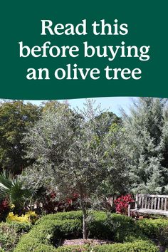 Growing an olive tree at home is easy! Get our expert tips for planting and caring for olive trees. 

#Gardening #BackyardOrchard Olive Tree Hedge, Olive Trees, Olive Tree, Farm Gardens