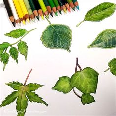 colored pencils and some green leaves on a white paper