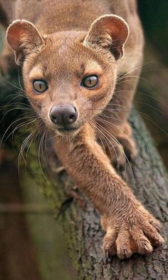 a close up of a small animal on a tree branch with one eye wide open