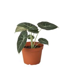 a potted plant with green leaves in it on a white background for display purposes