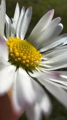 a white and yellow flower with water droplets on it's petals, being held by a person