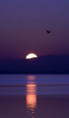 a bird flying over the ocean at sunset with a full moon in the sky behind it