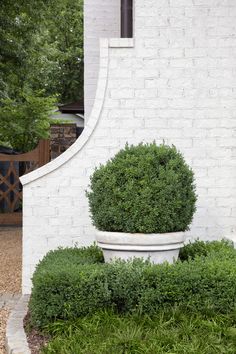 a potted plant in front of a white brick wall