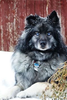 a large black and white dog laying in the snow next to a pile of hay