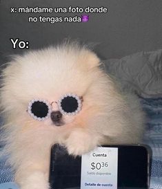 a small white dog wearing sunglasses on top of a bed with a price tag in front of it