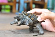 a small turtle being held by someone's hand