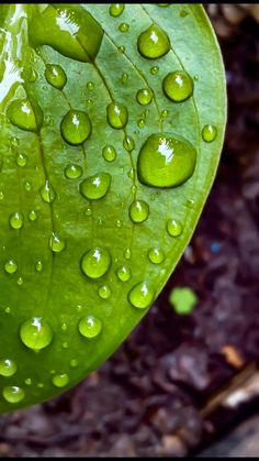 a green leaf with water drops on it