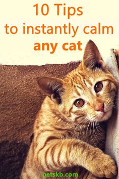 a cat is peeking out from behind a wall with the words 10 tips to instantly calm any cat