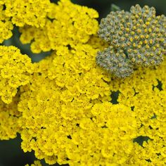 yellow flowers are blooming in the garden