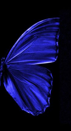 a blue butterfly flying in the dark