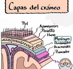 a diagram showing the layers of an organ