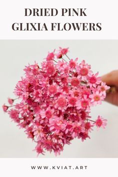 pink flowers with the words dried pink glixa flowers