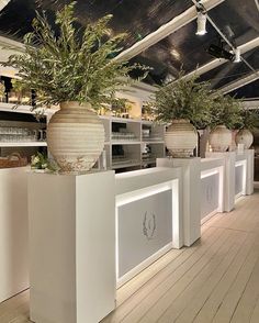 two large vases with plants in them are on display at the store's front counter