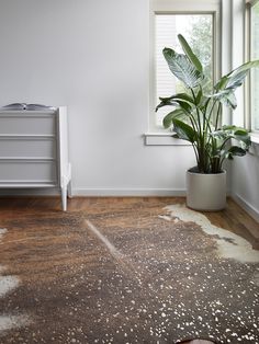 a plant in a white pot sitting on top of a wooden floor next to a window