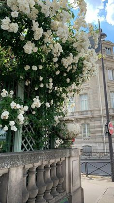 white flowers growing on the side of a building