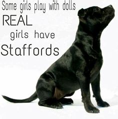 Stafford Terrier, English Staffordshire Bull Terrier, American Stafford, List Of Dog Breeds, Pitbull Quotes, Bull Terrier Puppy