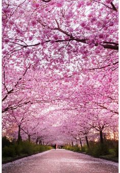 the road is lined with pink flowers and trees