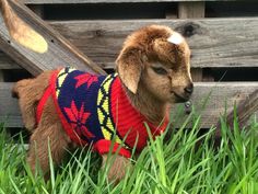 a small goat wearing a sweater standing in the grass next to a wooden fence and looking off into the distance