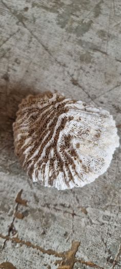 a white and brown object sitting on the ground