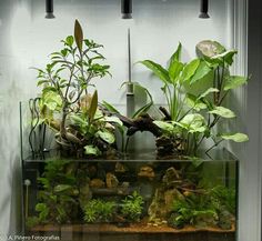 an aquarium with plants and rocks in it