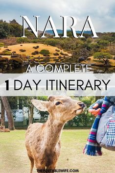 a deer that is standing in the grass with text overlay reading narra a complete 1 day itinerary