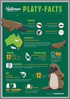 the platy - fact poster is shown in green and white, with an image of