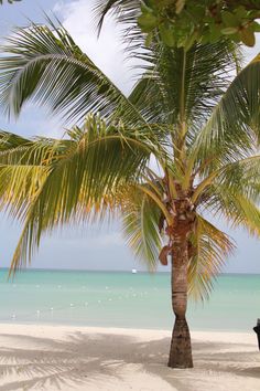 a palm tree sitting on top of a sandy beach