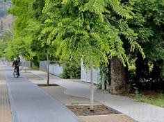 a man riding a bike down a sidewalk next to a tree lined street with trees