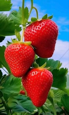 two ripe strawberries hanging from a plant with green leaves and blue sky in the background