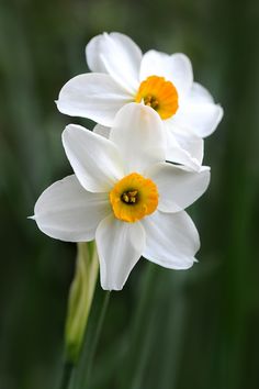 two white and yellow flowers with green background