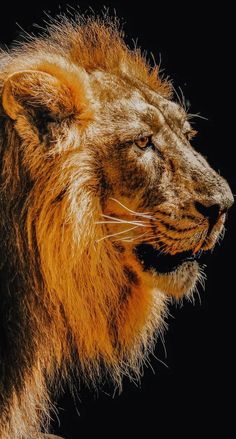 a close up of a lion on a black background