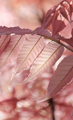 pink leaves on a tree in the sunlight