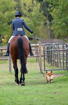 a woman riding on the back of a brown horse next to a dog and cat