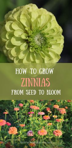 two pictures of zinnia flowers Zinnias From Seed, Growing Zinnias From Seed, Planting Flowers From Seeds, Seed Starters, Grow From Seed, Growing Cut Flowers, Annual Garden